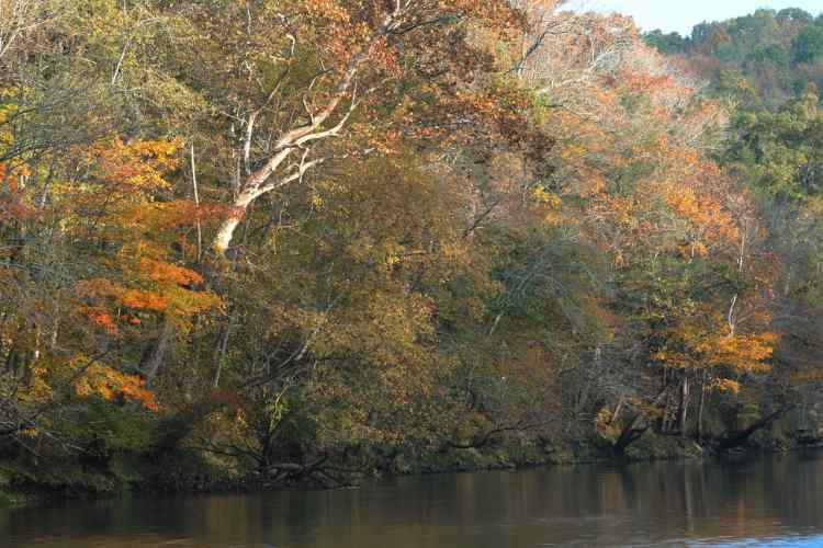 ElkRiverAutumnTrees_08copy.jpg.65279f91e9ea4edd6e7393bae9381e2b.jpg