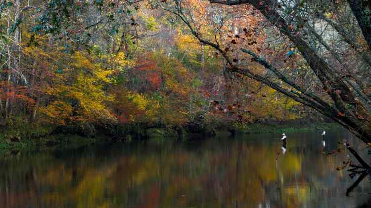 FishingtheElkInAutumn1920x1080resize.jpg.679ce3687793a0abfa401d100da1c072.jpg
