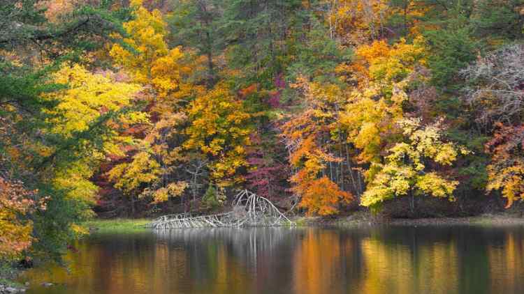 GrundyLakesAutumn2001920x1080copy.jpg.c701966823e8242ca77c1637786774c0.jpg