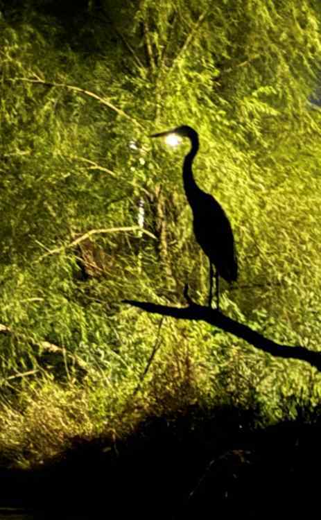 Heron.jpg.8dafe7f876e6c84a81df54f1c71f6722.jpg