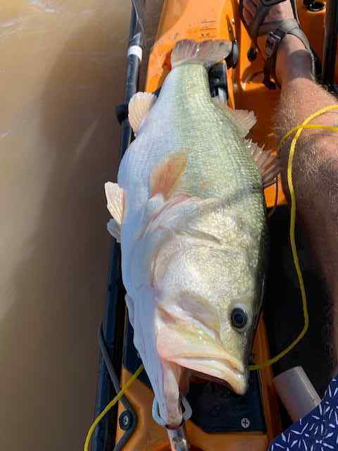 Jan202210poundbasspic4.jpg.5ded19f9af8a91dbd4d111f0a8fafef1.jpg