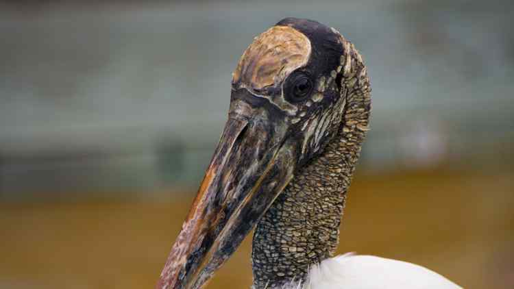 WoodStork1920x1080.jpg.d15b323ee4b16ff8f0a8c9f4351c5909.jpg