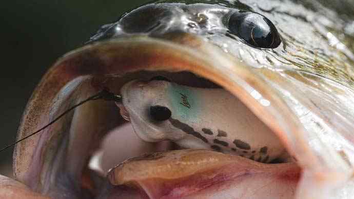 choose-small-lures-3-carousel.jpg