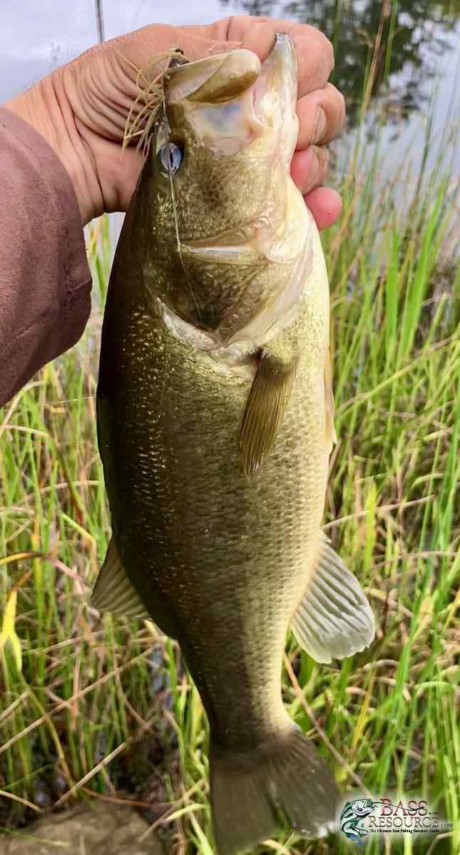 JB2 Bass
