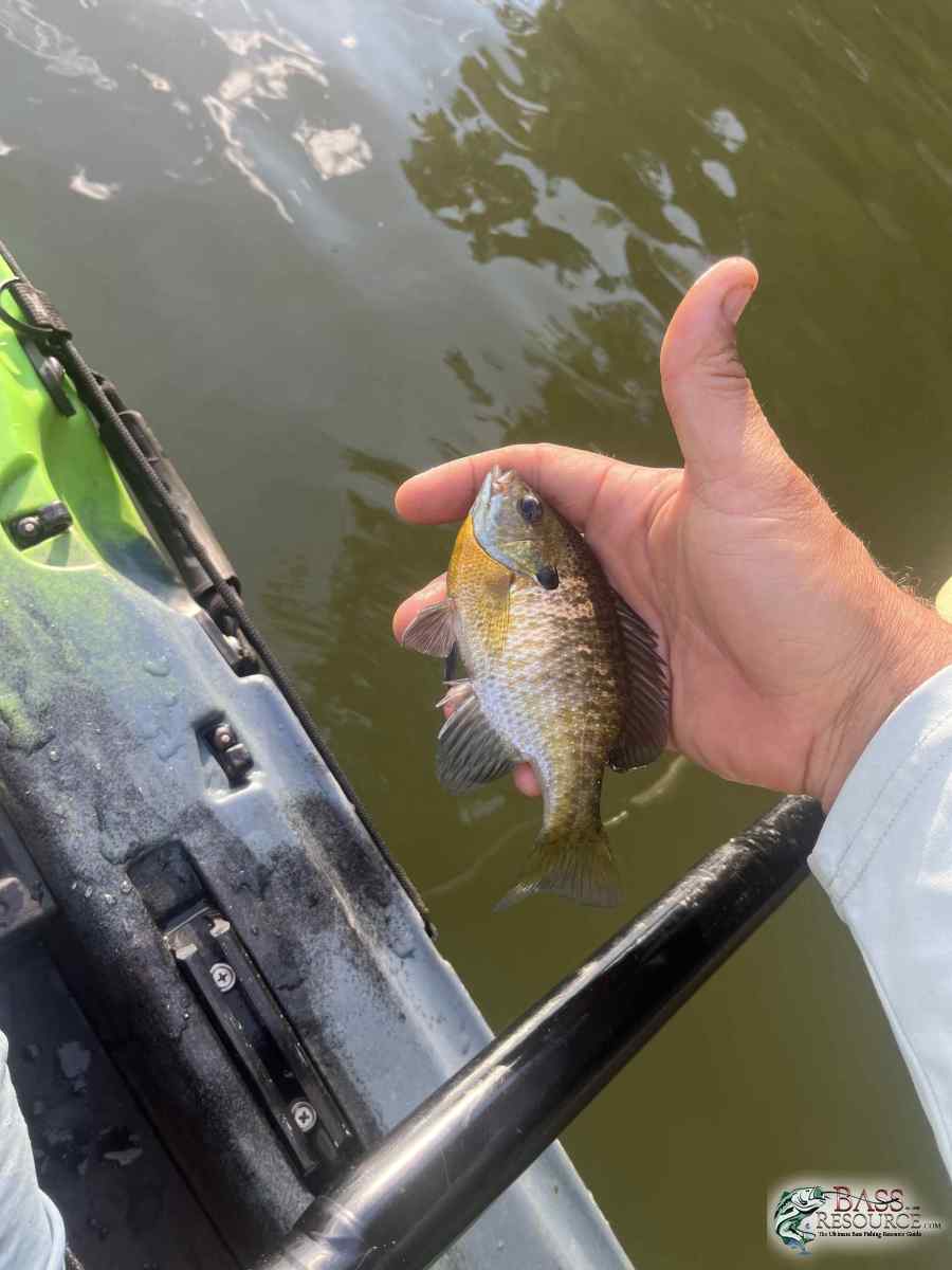 large.IMG_3951.jpeg