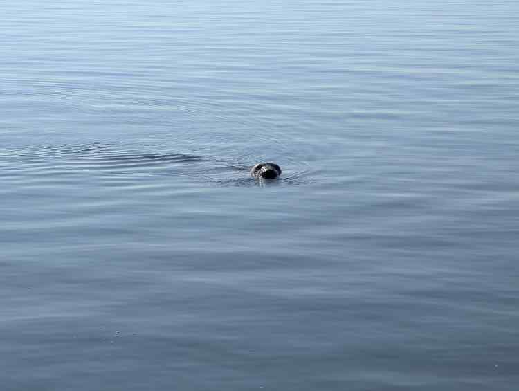 seal001.jpg.ed2bbab21ec5a0216a8d0af342ecf4bf.jpg