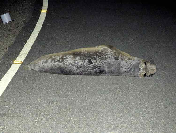 seal002.jpg.52d41d20029c95deeb611788904f9ec0.jpg