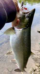 IMG_3437.jpeg