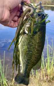 IMG_3490.jpeg