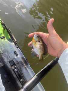 IMG_3951.jpeg