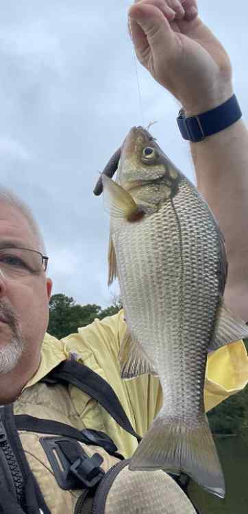 whiteperch.jpg.c8318920decb8c096d851d991eb7fb51.jpg