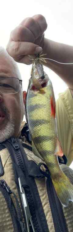 yellowperch.jpg.de89446ca55cc9546fb4b69bdc6896b5.jpg