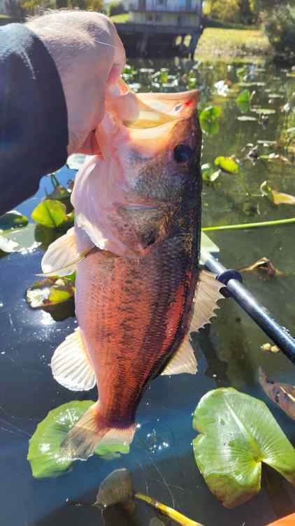 20251020_4Pounder2.jpg.552dd65228453ee87843c12265683df9.jpg