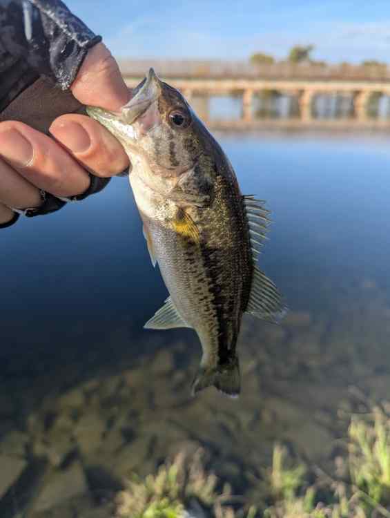 bass.jpg.bd5b2f8caadcfe04d6f6d354bc63b656.jpg