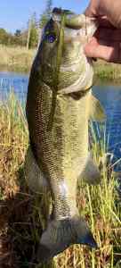 IMG_3590.jpeg
