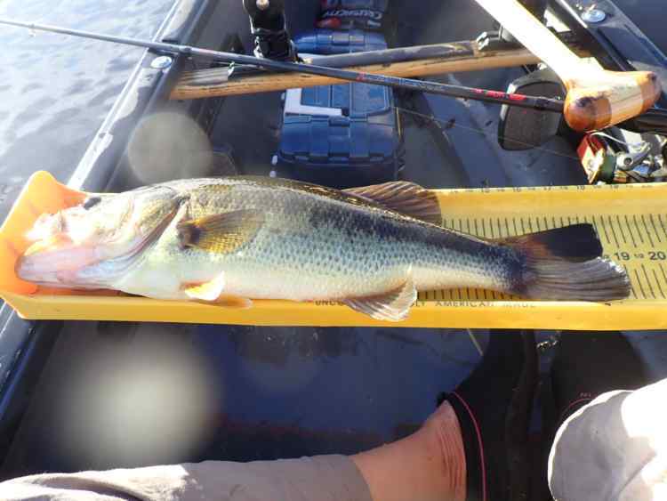 19incher.JPG.ee221f68e7ca0efcf4454b64b51b9719.JPG