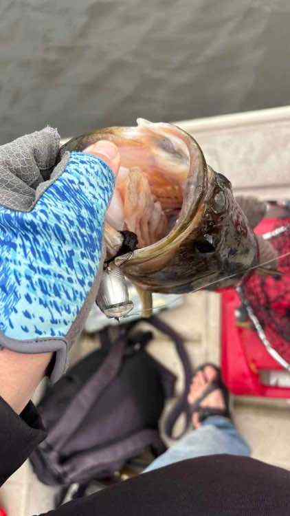 IMG_1438.jpeg.bcead3f58a506568fa21c679438b7501.jpeg