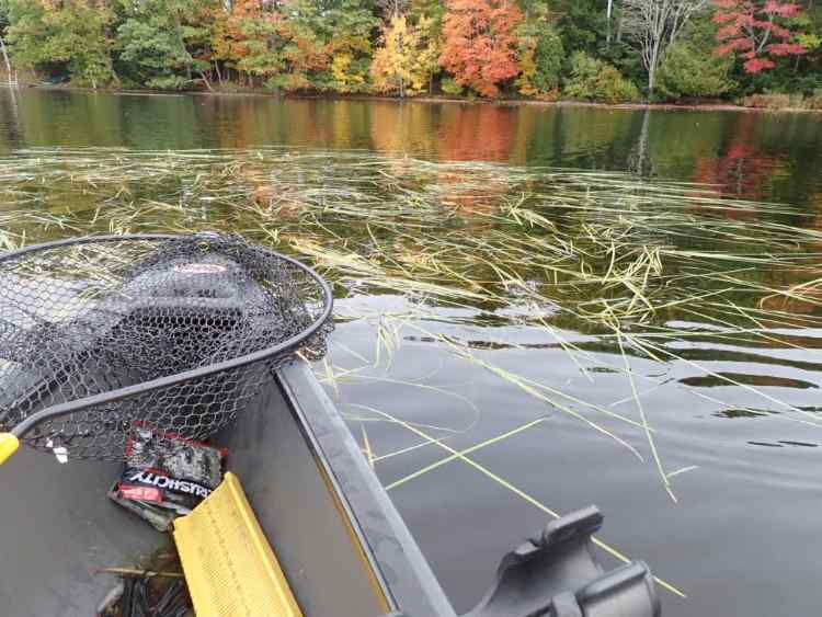 eelgrass.JPG.d31305829ba3f7e1604cc766dc328603.JPG