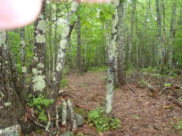 path.jpg.ce7555a769602c66534037f87035e685.jpg