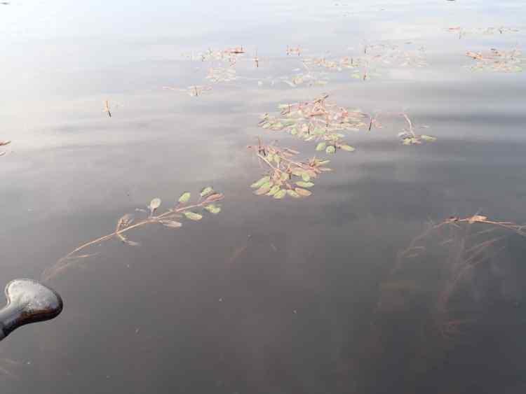 pondweed.JPG.87fb2b40527f14f6eb15bd8db41ebfd0.JPG