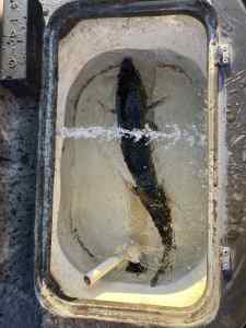 IMG_4939.jpeg