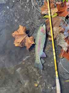 IMG_4971.jpeg