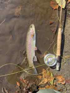 IMG_4979.jpeg