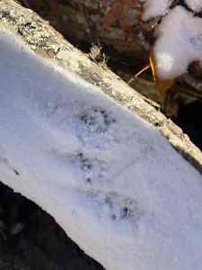 IMG_4999.jpeg