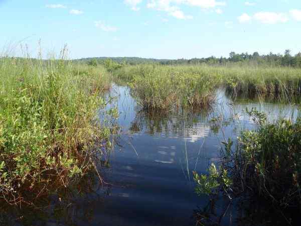 wetlands.jpg