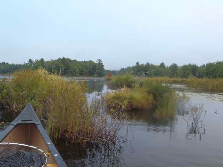 wetlands3.jpg.7007476fb7b3d9e4f5cdcc185dc15d5c.jpg