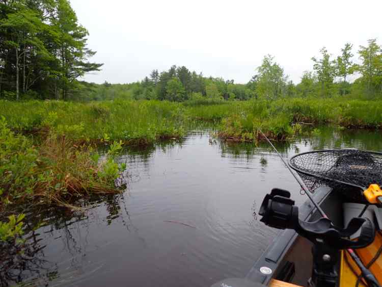 wetlands4.JPG.5657188f9cdf85e56d436238d886832d.JPG