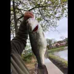 bigbearstroop122
