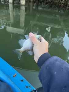 IMG_5274.jpeg