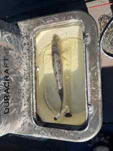 IMG_5443.jpeg