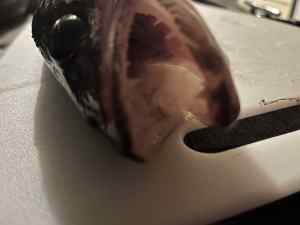 IMG_5446.jpeg