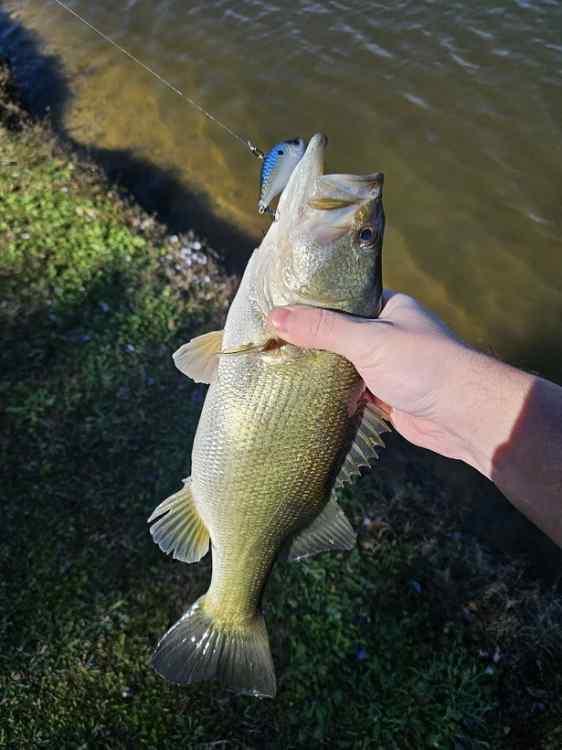 2.20lb on silent.jpg