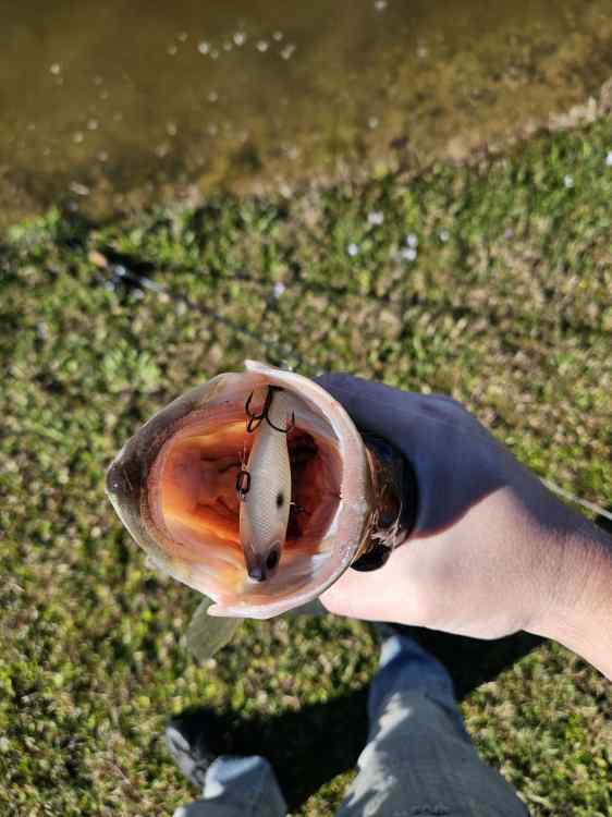 3.70 t bone.jpg