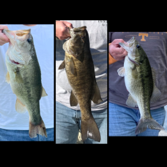 Fishlegs