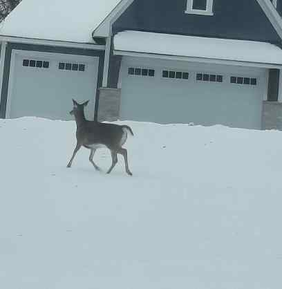 Deer.jpeg.7a3e3bd37a0b16a64f66e204e9c8fbac.jpeg
