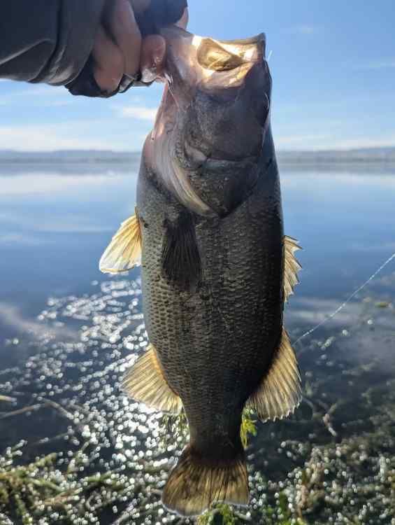 bass.jpg.4eb7de48bab5d2f26da793518d9ea8fe.jpg