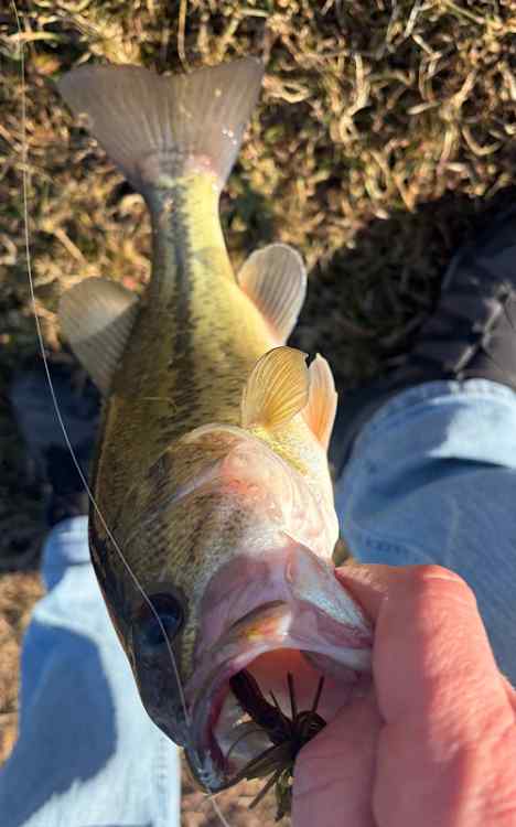2026 bass .jpg