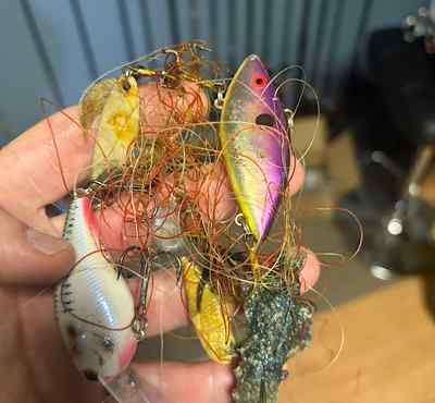 Bait ball.jpg