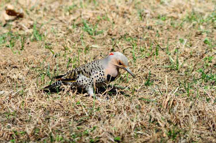DSC_1965.jpeg
