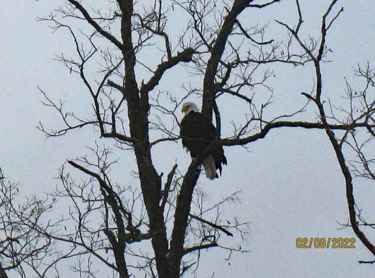 Eagle-part-107aaaa.jpg