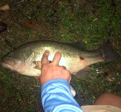 Grub bass.jpg