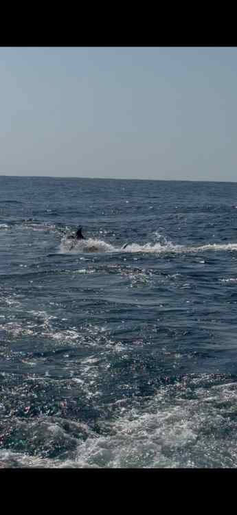 Marlin Jumping Jan 31 2026.jpg