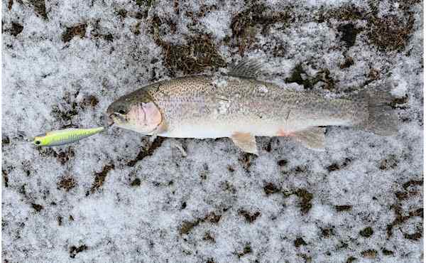 Trout 2.jpg