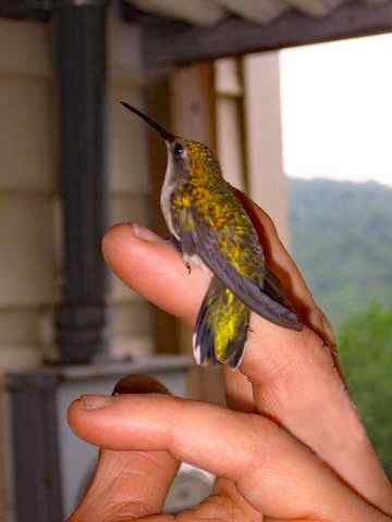 hummingbird2bbbb.jpg