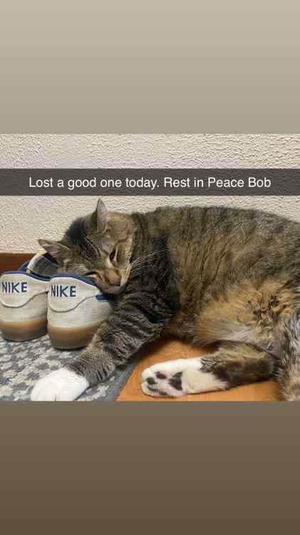 BOB.jpg