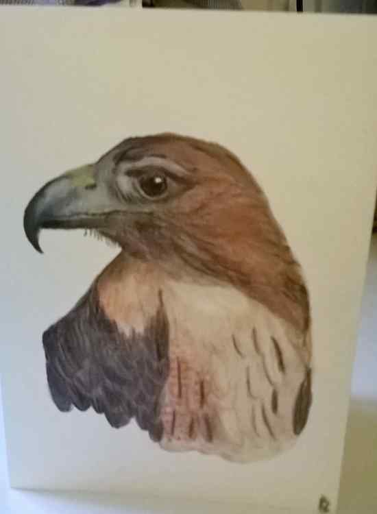 Hawk.jpg